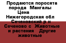 Продаются поросята порода  Мангалы › Цена ­ 8 000 - Нижегородская обл., Сеченовский р-н, Сеченово с. Животные и растения » Другие животные   